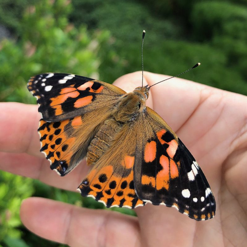painted-lady-butterfly-Edge-on-Science-STEM-camp-1-e1648506409878.jpg